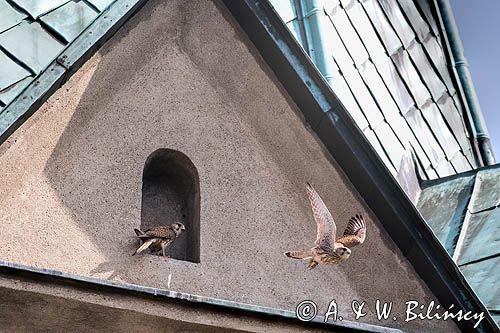 Pustułka, Falco tinnunculus, kościół Franciszkanów w Sanoku