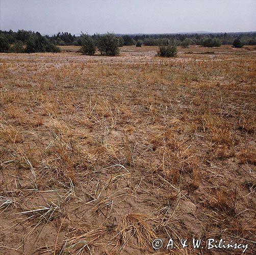 Pustynia Błędowska koło Olkusza, Polska Sahara