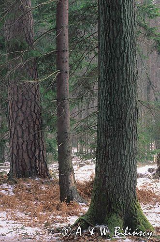 Puszcza Białowieska, Polska