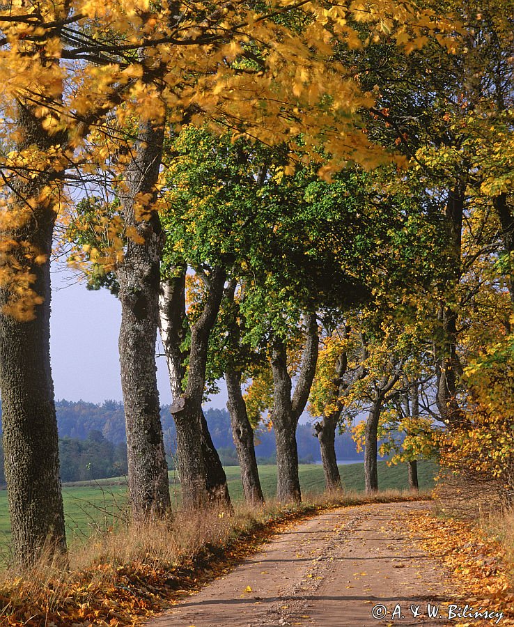 Droga na skraju Puszczy Boreckiej, Puszcza Borecka, Polska