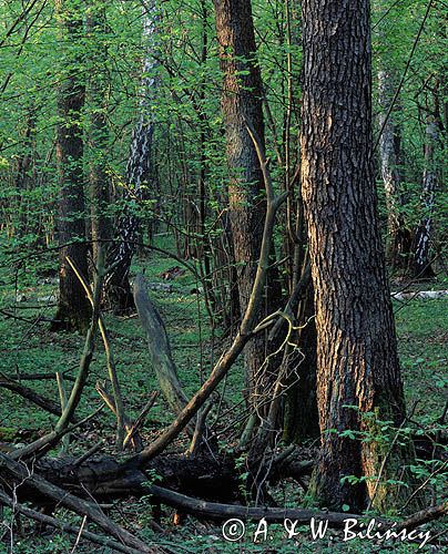 Kampinoski Park Narodowy rezerwat Krzywa Góra