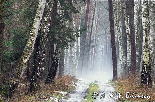 Puszcza Kozienicka, Kozienicki Park Krajobrazowy