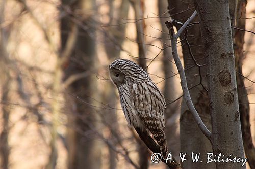 puszczyk uralski Strix uralensis