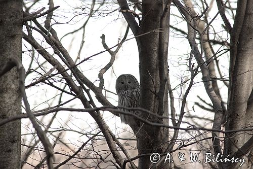 puszczyk uralski Strix uralensis