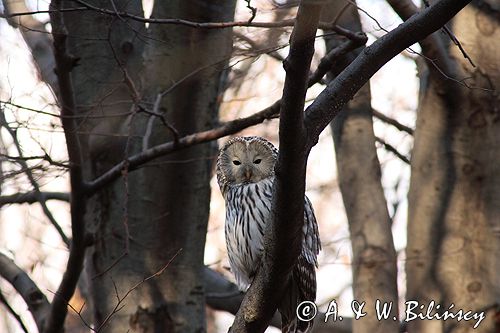 puszczyk uralski Strix uralensis