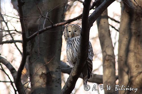 puszczyk uralski Strix uralensis