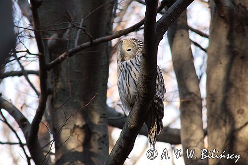 puszczyk uralski Strix uralensis