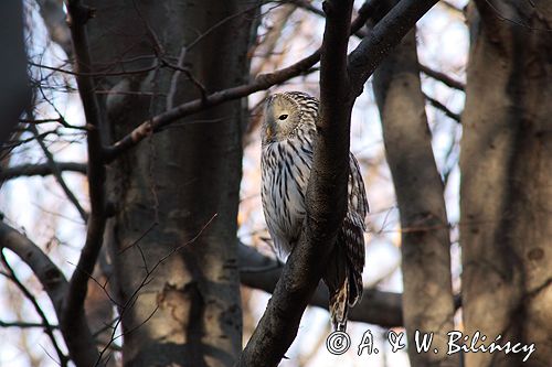 puszczyk uralski Strix uralensis