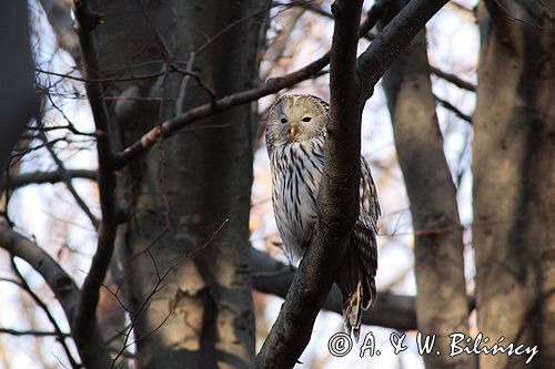 puszczyk uralski Strix uralensis