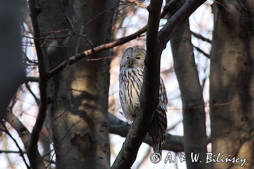 puszczyk uralski Strix uralensis