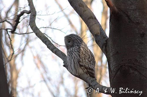 puszczyk uralski Strix uralensis