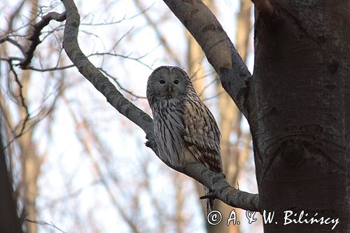 puszczyk uralski Strix uralensis