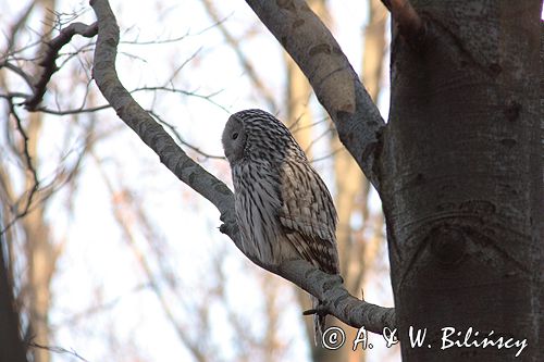 puszczyk uralski Strix uralensis