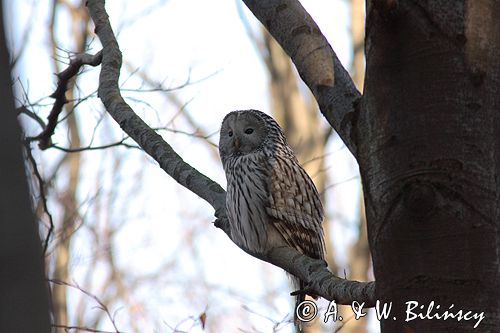 puszczyk uralski Strix uralensis