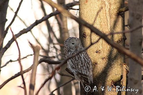 puszczyk uralski Strix uralensis