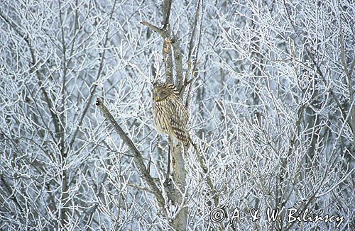 Puszczyk uralski sowa uralska) Strix uralensis)