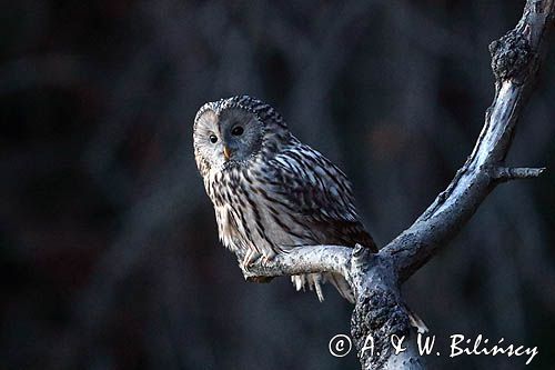 Puszczyk uralski, Strix uralensis