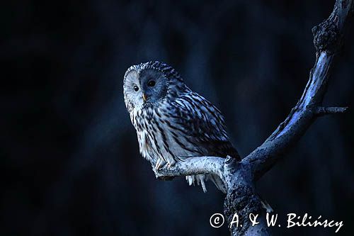 Puszczyk uralski, Strix uralensis