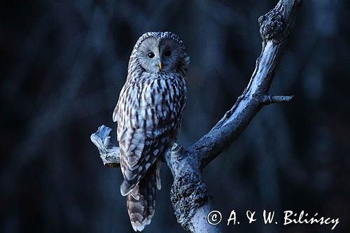 Puszczyk uralski, Strix uralensis