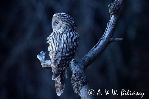 Puszczyk uralski, Strix uralensis