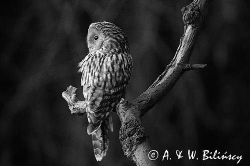 Puszczyk uralski, Strix uralensis