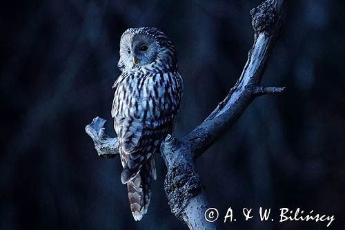 Puszczyk uralski, Strix uralensis