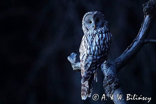 Puszczyk uralski, Strix uralensis