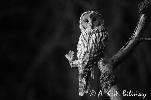 Puszczyk uralski, Strix uralensis