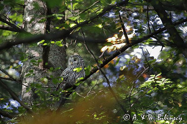 Puszczyk uralski, Strix uralensis