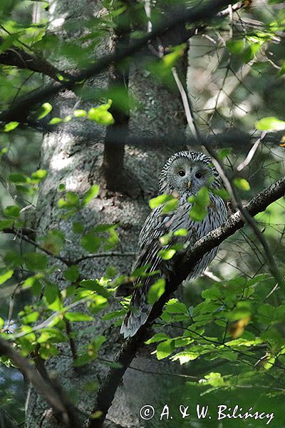 Puszczyk uralski, Strix uralensis