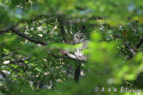 Puszczyk uralski, Strix uralensis