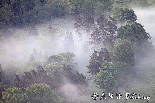 widok z punktu widokowego Góra Krąg, gmina Dydnia, Pogórze Dynowskie, Pogórze Przemyskie