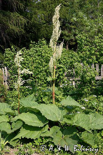 Rabarbar ogrodowy Rheum rhaponticum) , potocznie nazywany rabarbar, rzewień, rabarbar jadalny