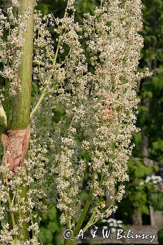 Rabarbar ogrodowy Rheum rhaponticum) , potocznie nazywany rabarbar, rzewień, rabarbar jadalny