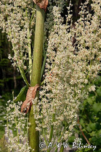 Rabarbar ogrodowy Rheum rhaponticum) , potocznie nazywany rabarbar, rzewień, rabarbar jadalny