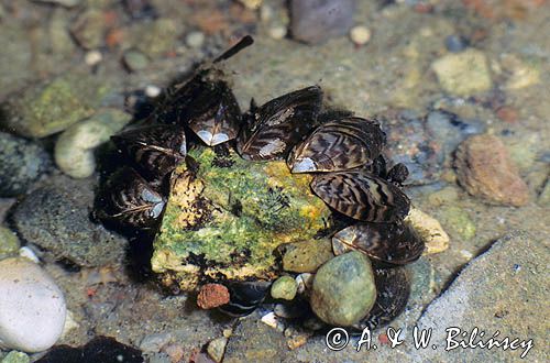 racicznice, racicznica zmienna, Dreissena poymorpha