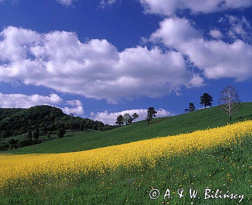 Rajskie, pole rzepaku, Bieszczady