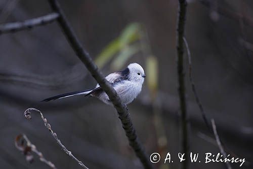 raniuszek Aegithalos caudatus