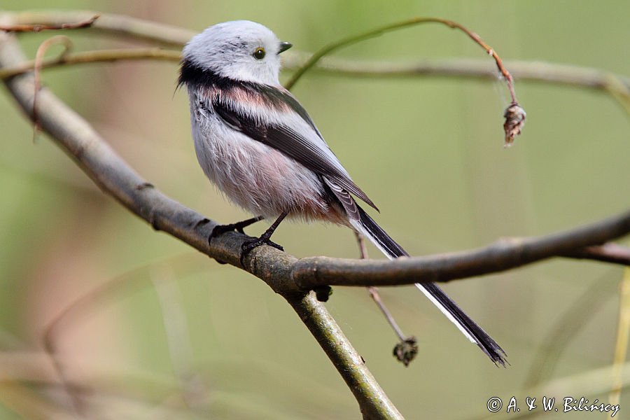  Raniuszek, Long-tailed tit, Aegithalos caudatus, fot. A.& W. Bilińscy 