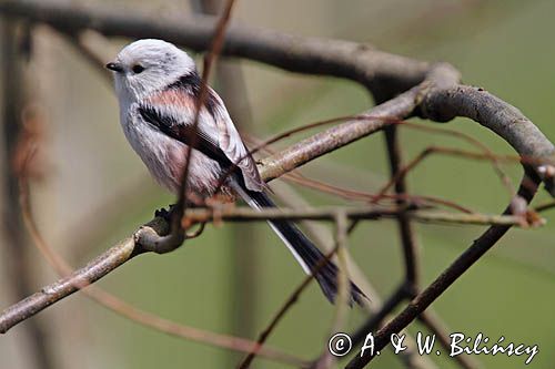 raniuszek Aegithalos caudatus