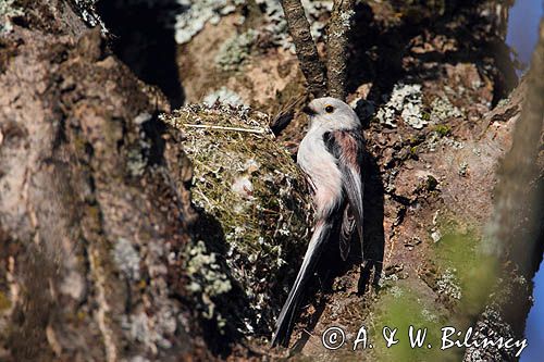 raniuszek przy gnieździe, Aegithalos caudatus