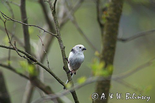 raniuszek Aegithalos caudatus