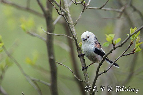 raniuszek Aegithalos caudatus