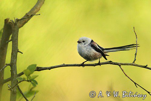 Raniuszek, Long-tailed tit, Aegithalos caudatus, fot. A. & W. Bilińscy, Bank zdjęć