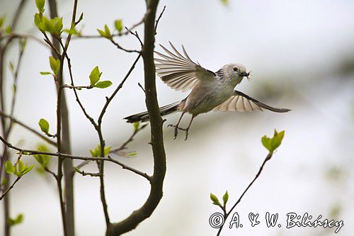 Raniuszek, Long-tailed tit, Aegithalos caudatus, fot. A.& W. Bilińscy, Bank zdjęć