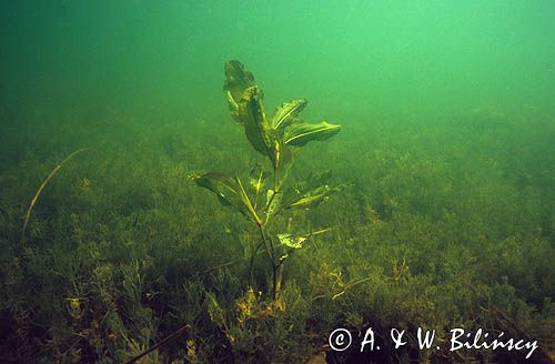 Rdestnica wydłużona Potamogeton praelongus)