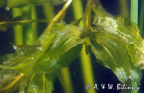 Rdestnica przeszyta Potamogeton perfoliatus)