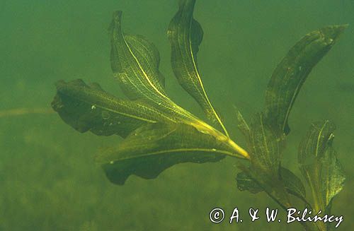 Rdestnica przeszyta Potamogeton perfoliatus)