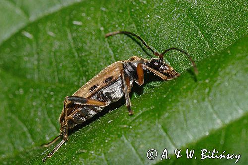 Regloń płowy, Pidonia lurida