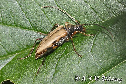 Regloń płowy, Pidonia lurida